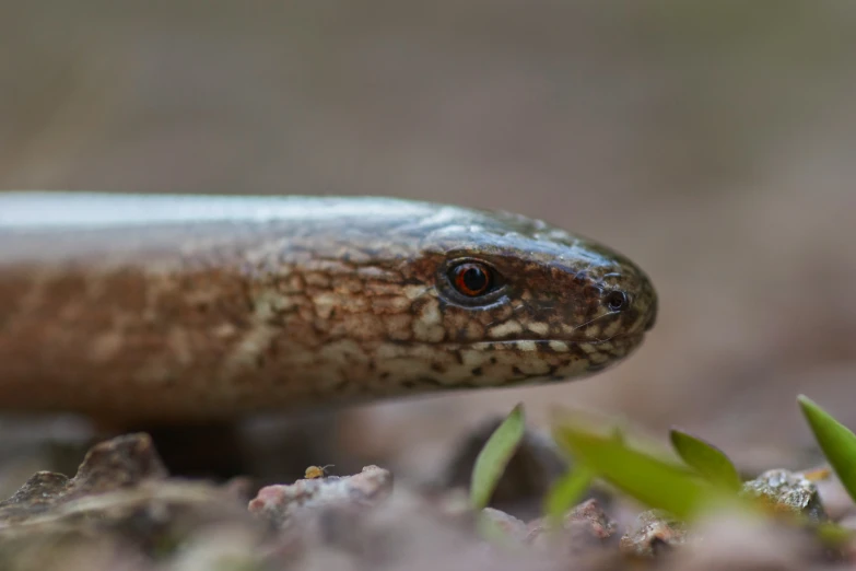 a close up of an animal with plants in the background