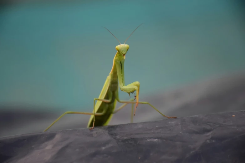 the praying mantisser is standing on its hind legs