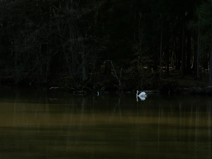 a white swan sitting in the middle of the water