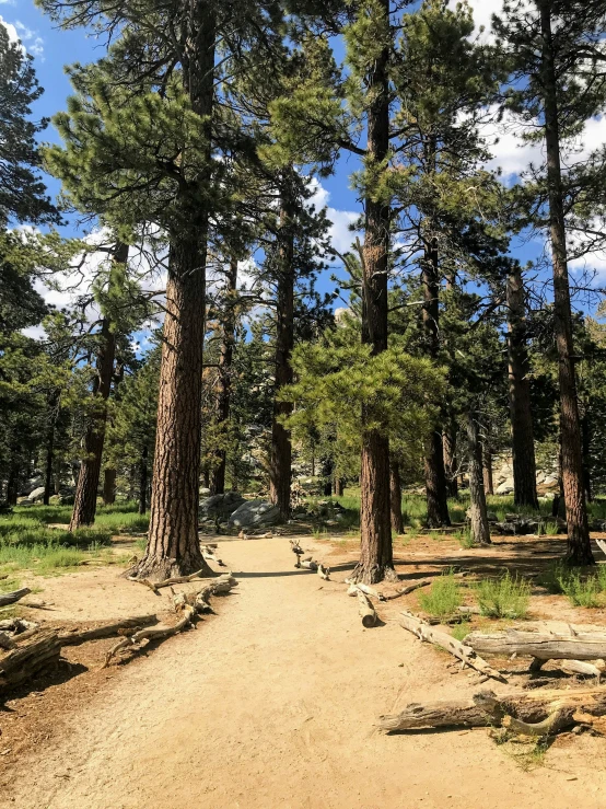 there is a dirt path that runs through the forest