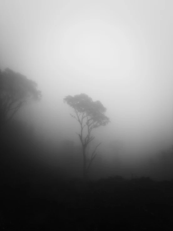 a tree in the fog is seen in this black and white po