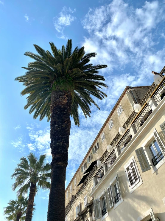 a tall palm tree sitting next to a el