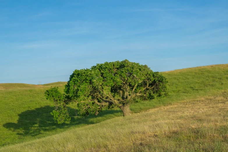 single tree in a grassy field on a sunny day