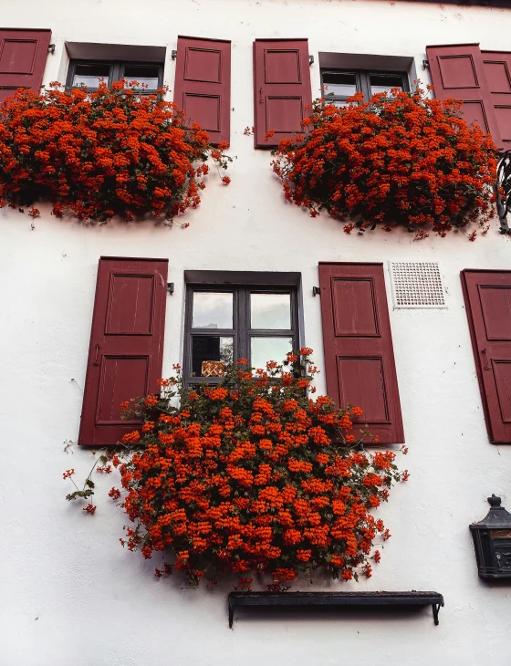 a house with a lot of red window boxes that have orange flowers on it