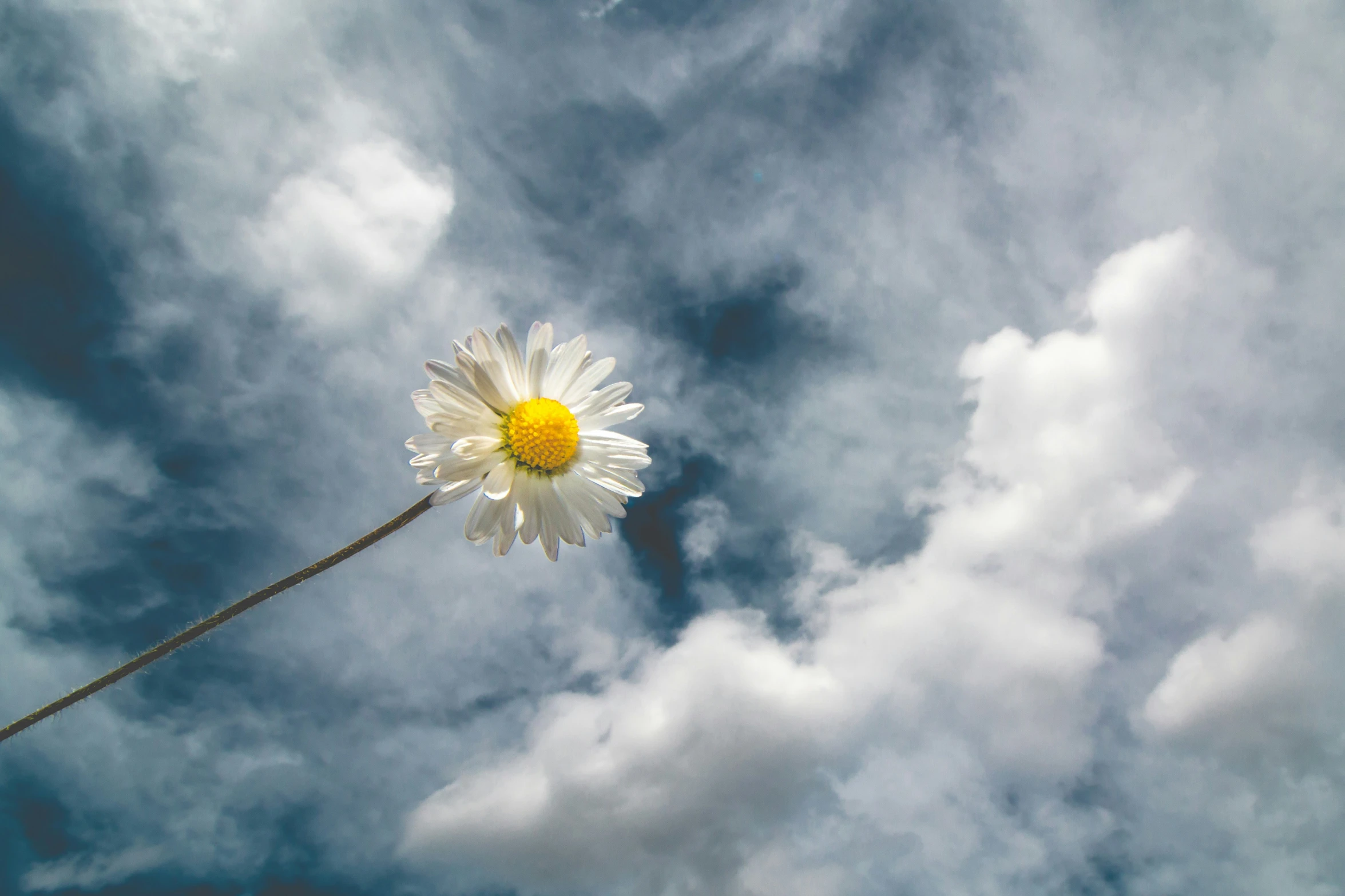 a large daisy on the tip of a wire