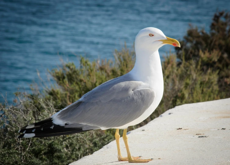 a seagull standing on some sand in front of water