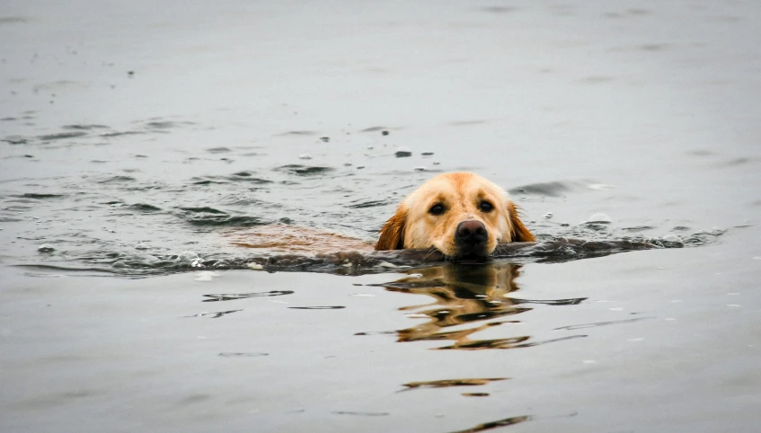 a dog is swimming in the lake