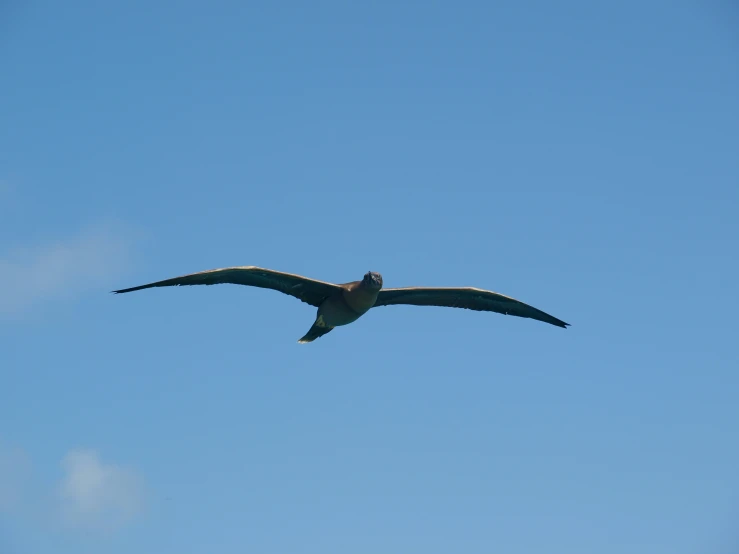 a large bird flying through the air