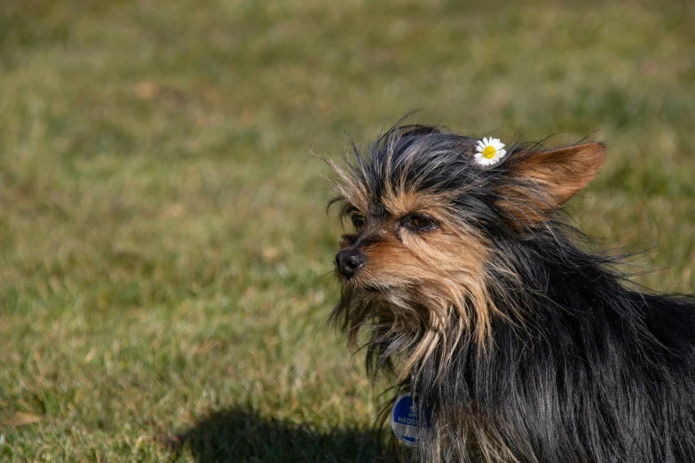 a dog with a flower in it's hair