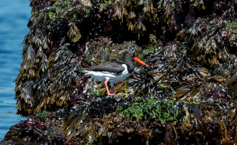 a bird is perched on the rocky shore