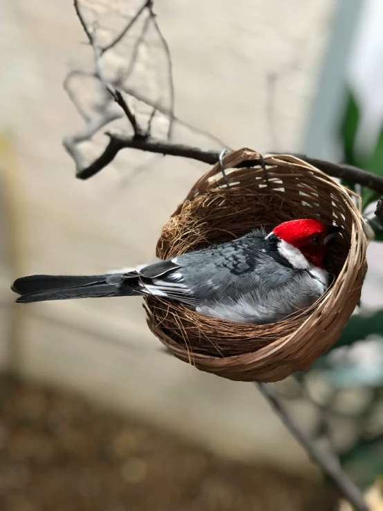 the small bird is perched in a basket