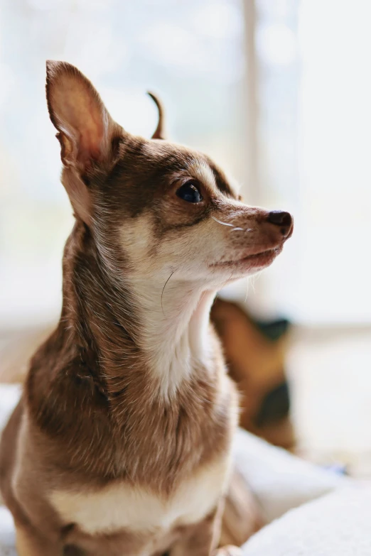 a small dog sitting in the sunlight by a window