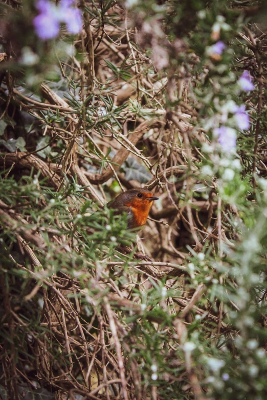 the red bird is perched on top of the nches of the tree