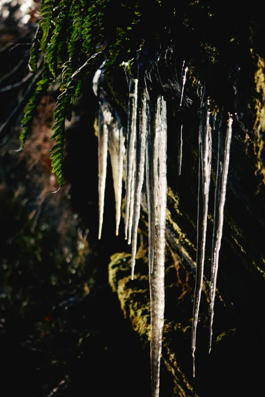 large icicles hang from trees in a dark forest