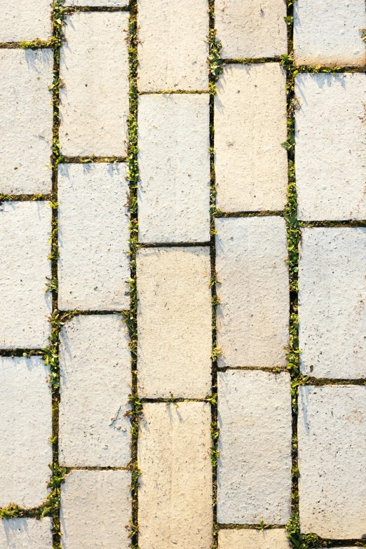 a sidewalk with a grass growing in the sidewalk