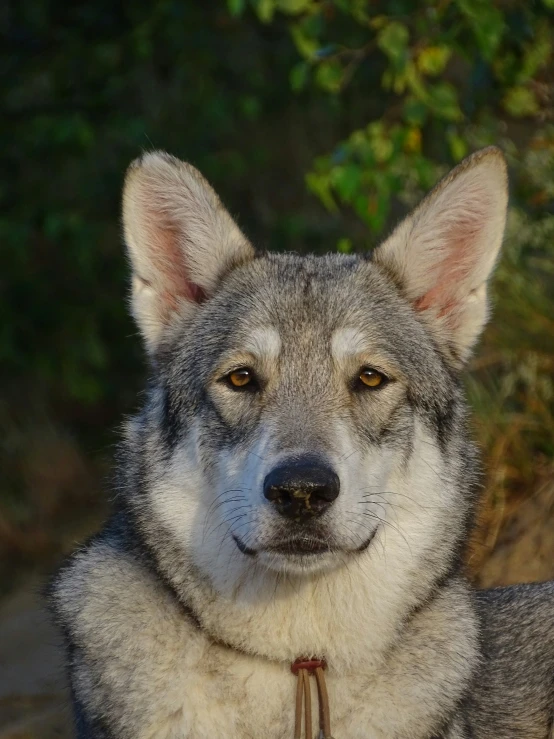 a grey and white dog that is sitting in the grass