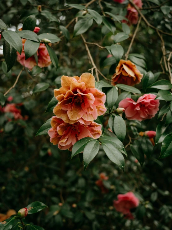 some yellow pink and red flowers some leaves