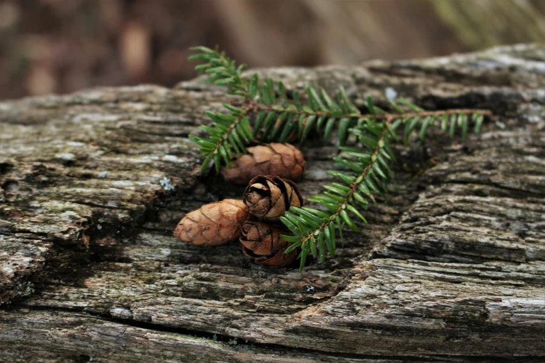 a couple of pine cones sitting on top of a wooden