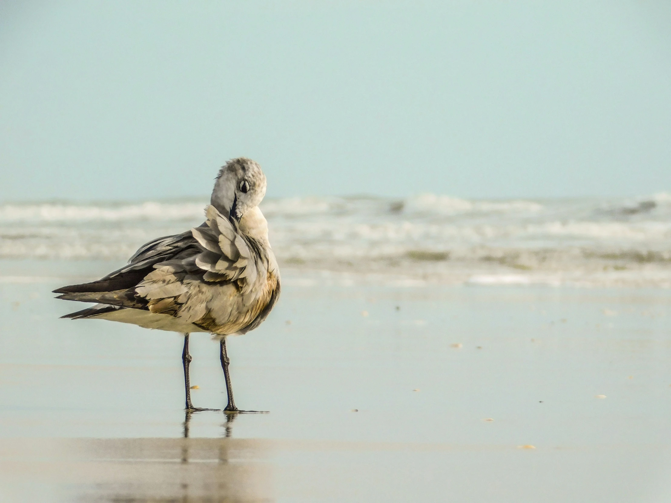 a seagull standing on the shore of a beach