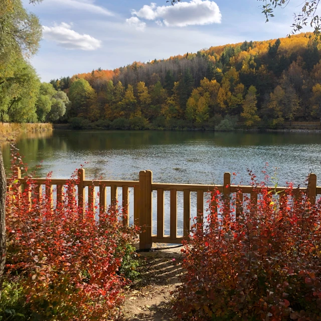 an area with bushes and water that has red flowers on the top of it