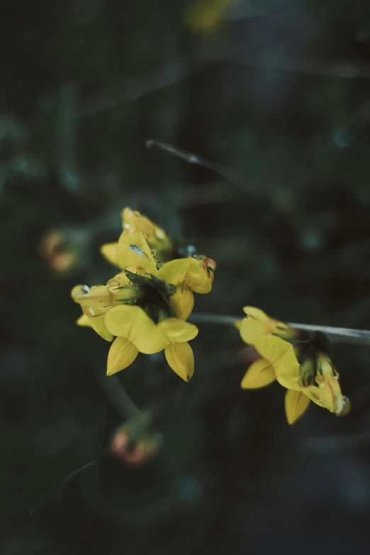 a yellow wildflower with drops of dew on it