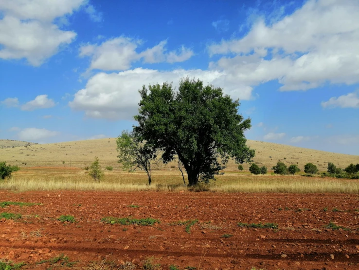 a big tree in a big empty field