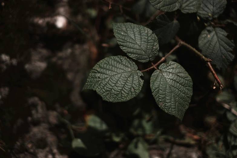 several leaves that are on the nches of some trees