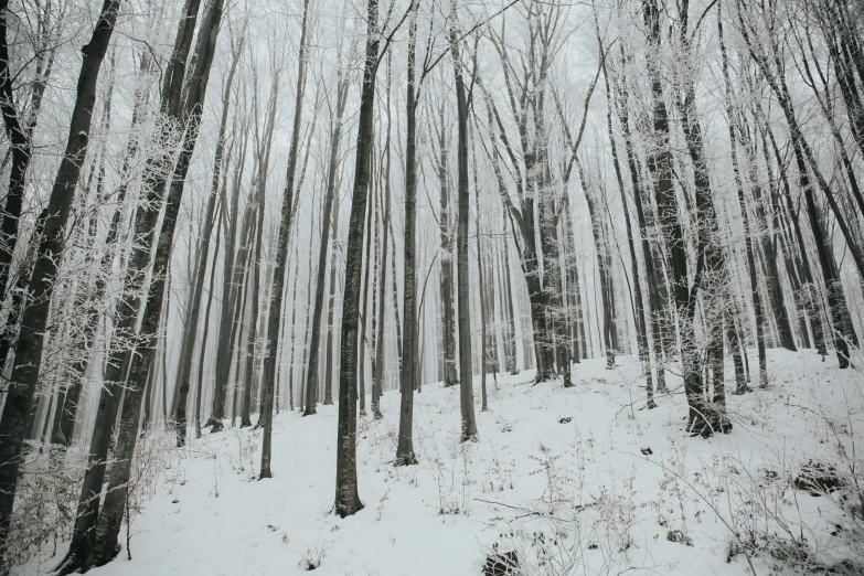 a view of some trees in the snow