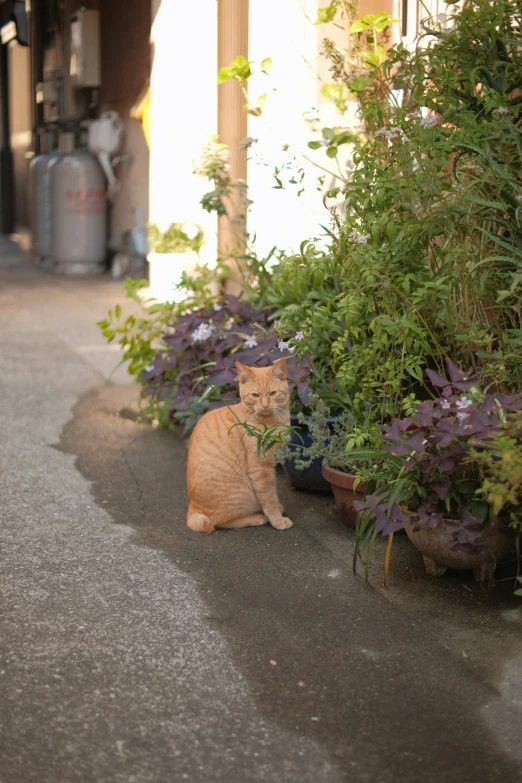 an orange cat on pavement near bushy plants and flowers