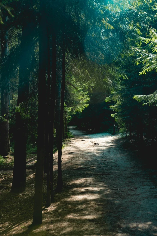 sunlight streams through the trees onto a dirt path