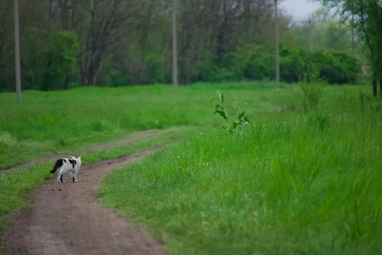 a black and white dog on a dirt road next to grass