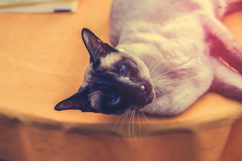 the cat is laying down on the chair next to the table