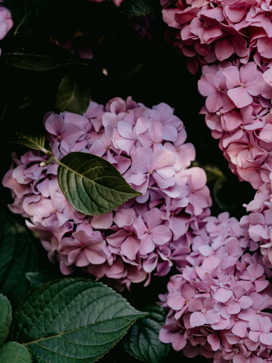 a flower cluster of small purple flowers on a nch