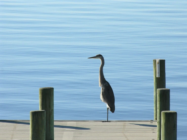 the tall bird stands by the wooden pier with blue water in the background