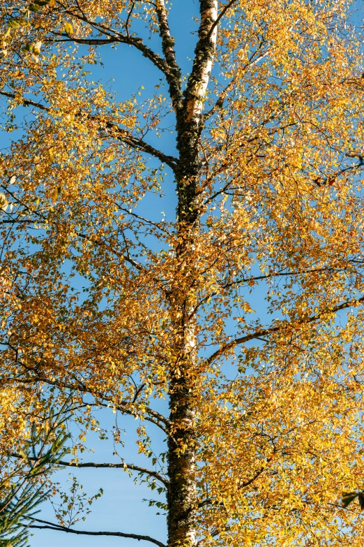 an outdoor clock sits at the bottom of a tall tree