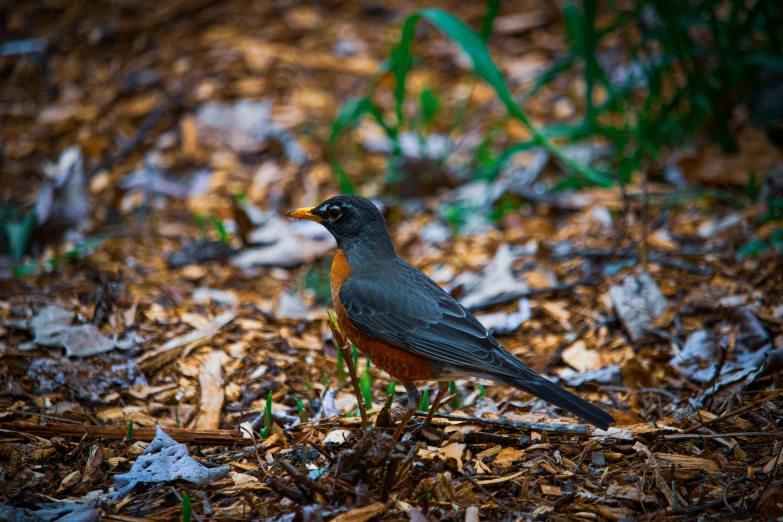 a small bird sits on the ground