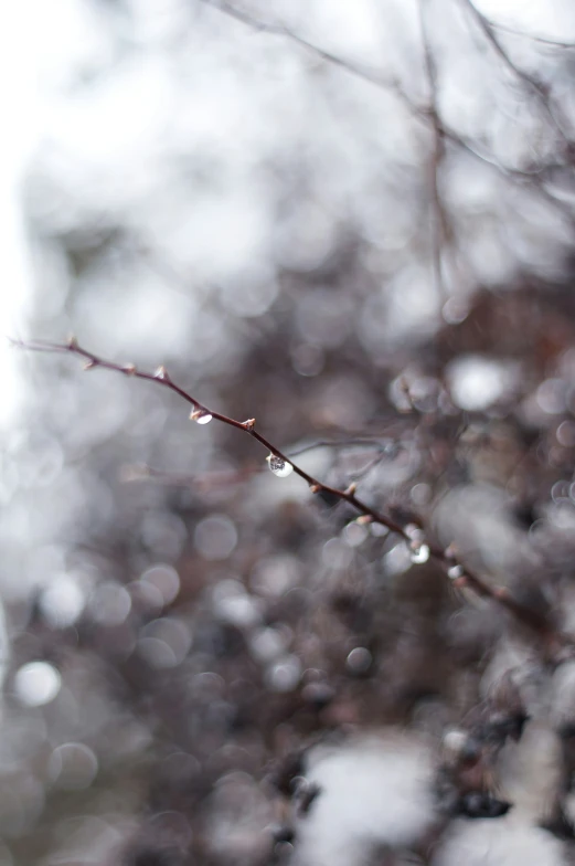 a tree nch with water drops hanging off it