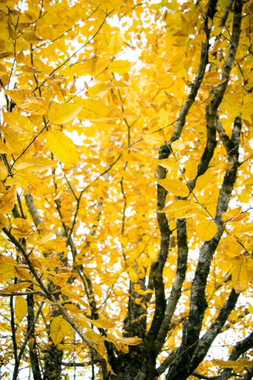 an image of fall foliage at the end of the day