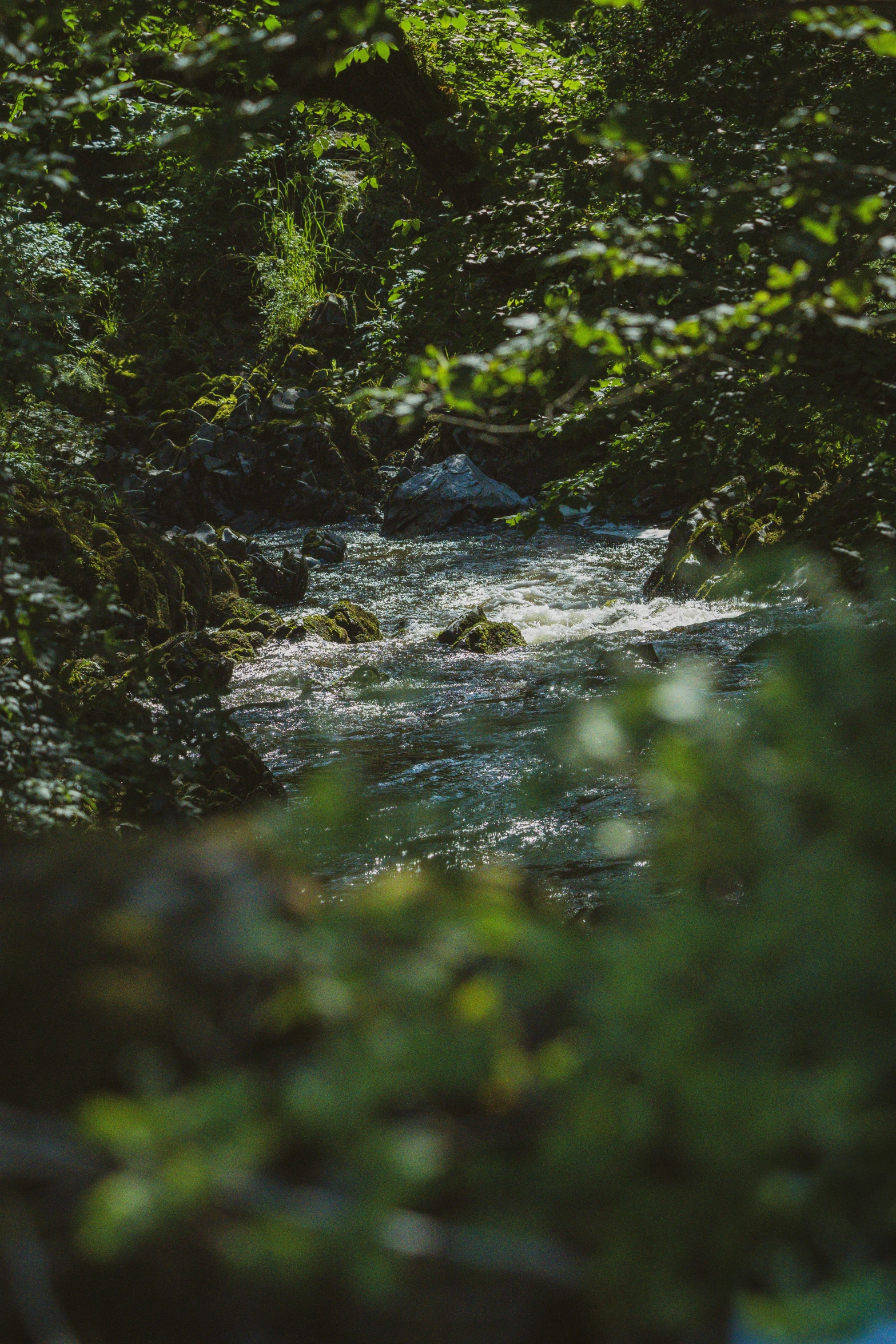 some water some rocks trees and bushes and trees