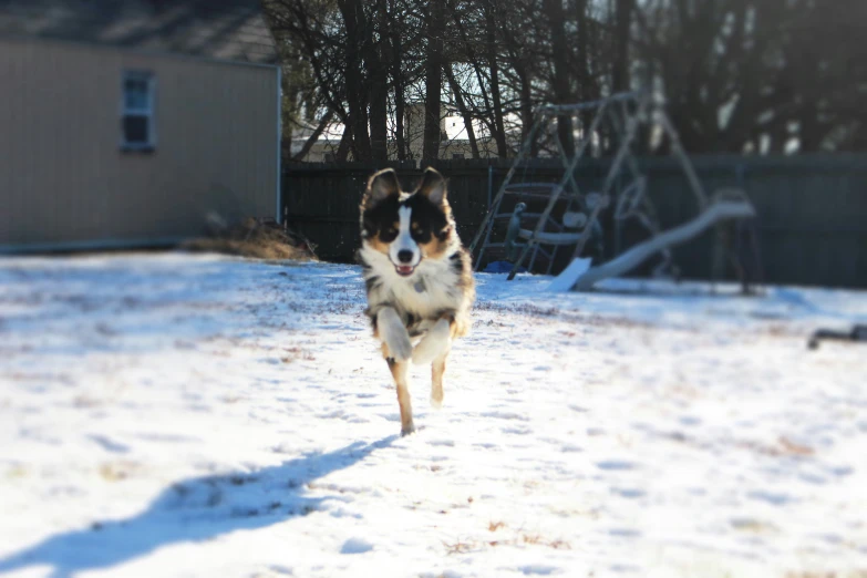 a dog runs in the snow toward a house