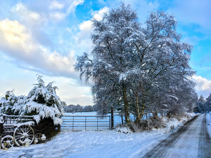 trees, snow, and a road during the winter time