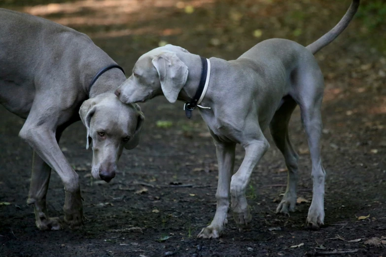 a couple of dogs standing on a dirt field