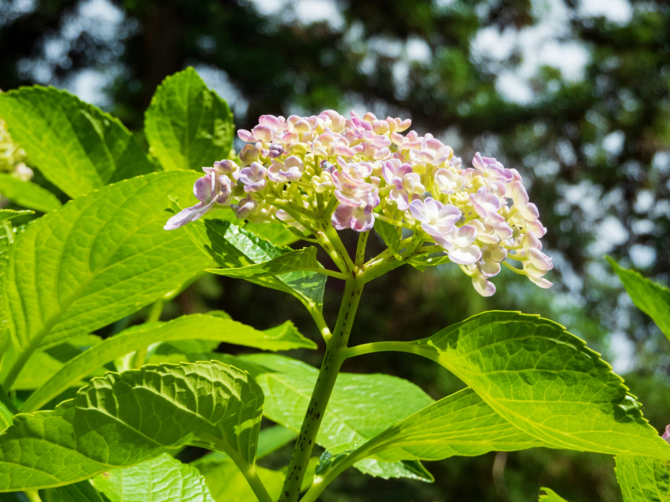 a cluster of purple and white flowers on a plant