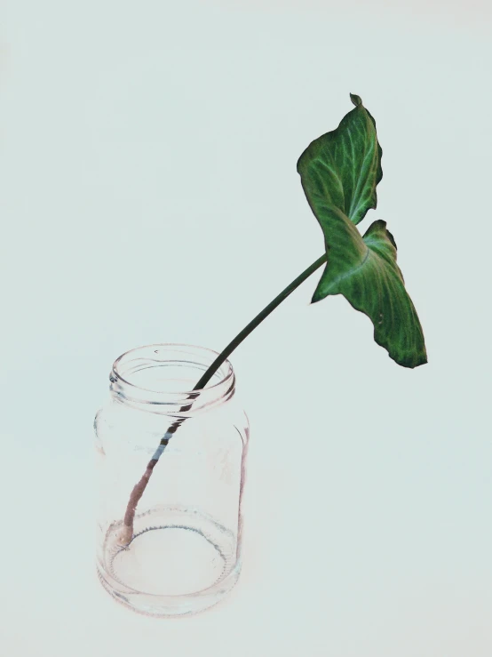 a green leaf that is sitting in a glass vase