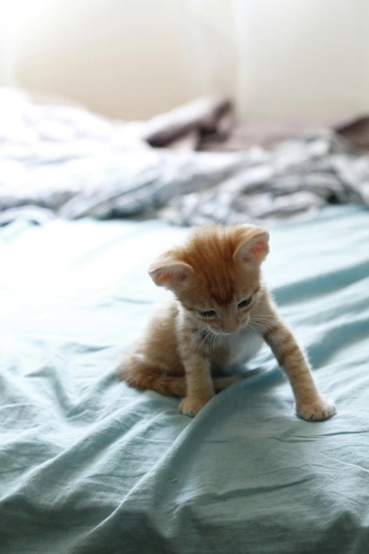 an adorable kitten that is sitting on the bed