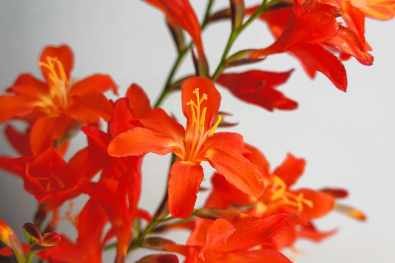 a plant with orange flowers on it is next to a white wall