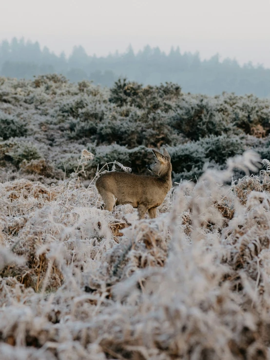 a deer in tall grass covered with frost