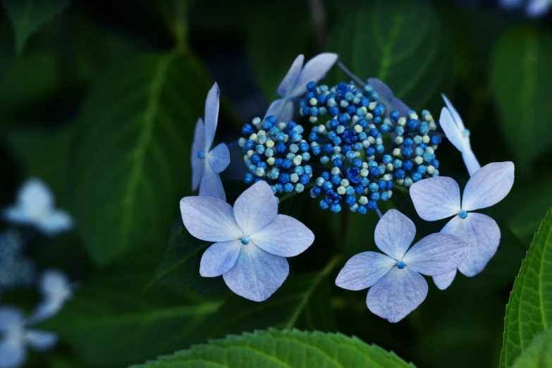 the blue flowers are blooming on the green leaves
