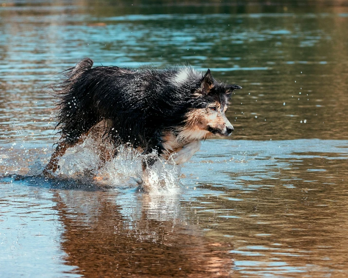 dog in a pond playing with water droplets
