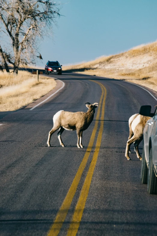 sheep on the side of the road between cars